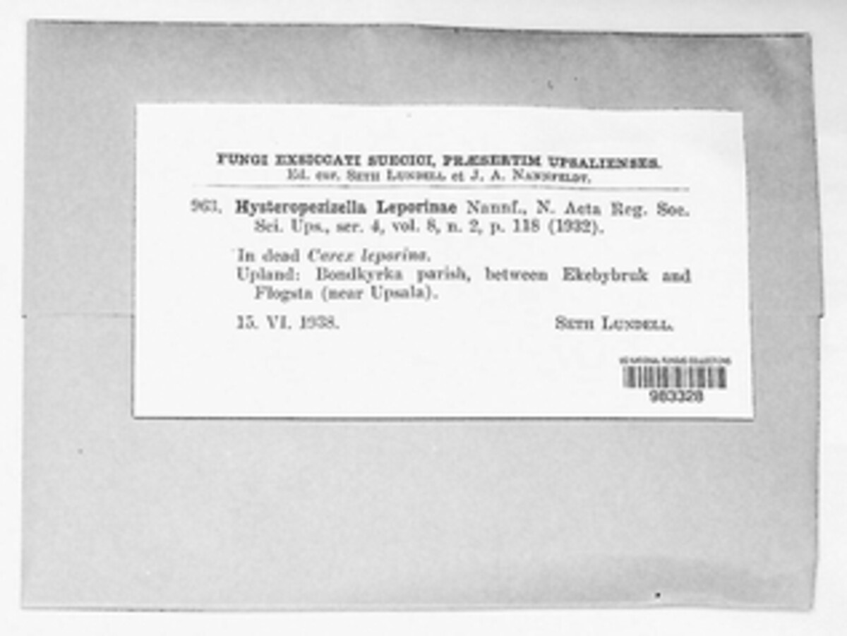 Hysteropezizella leporinae image